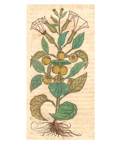 Illustration of Datura Metel by Unbekannt Unbekannt